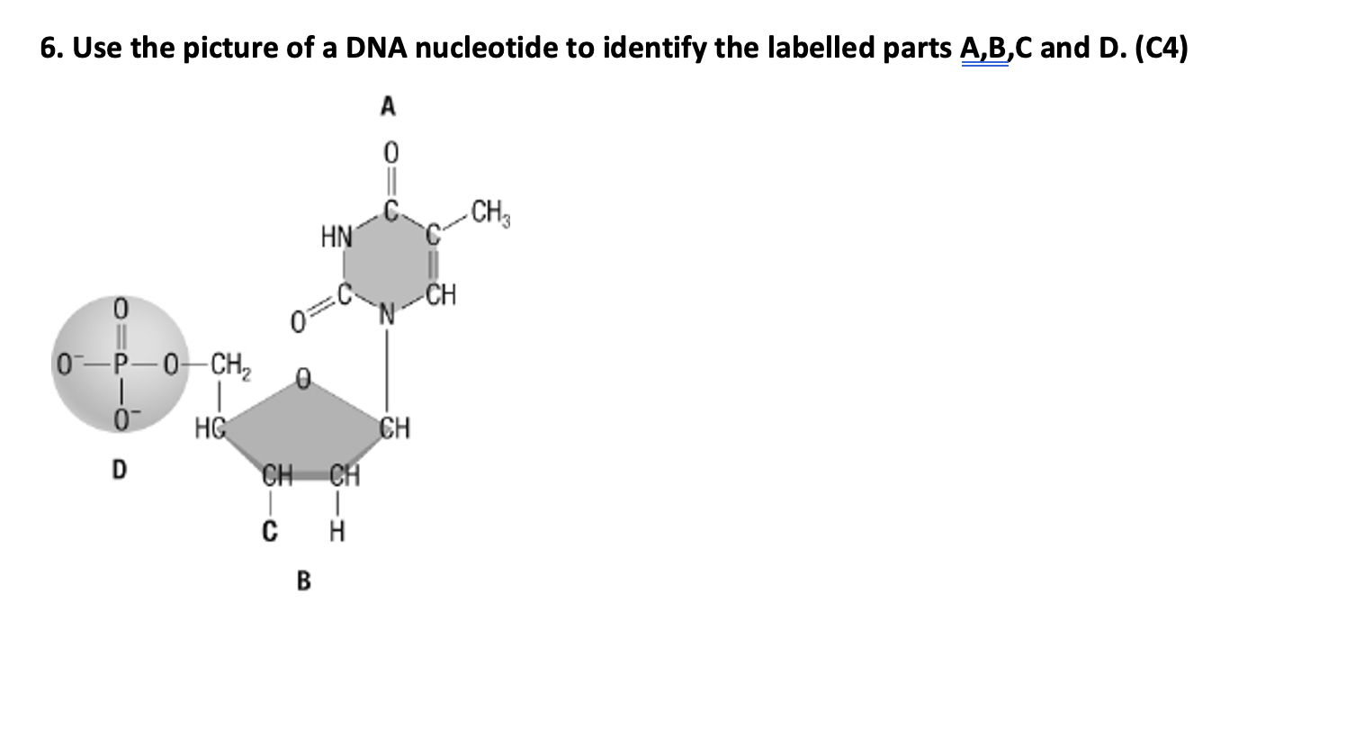 Solved 6. Use The Picture Of A DNA Nucleotide To Identify | Chegg.com