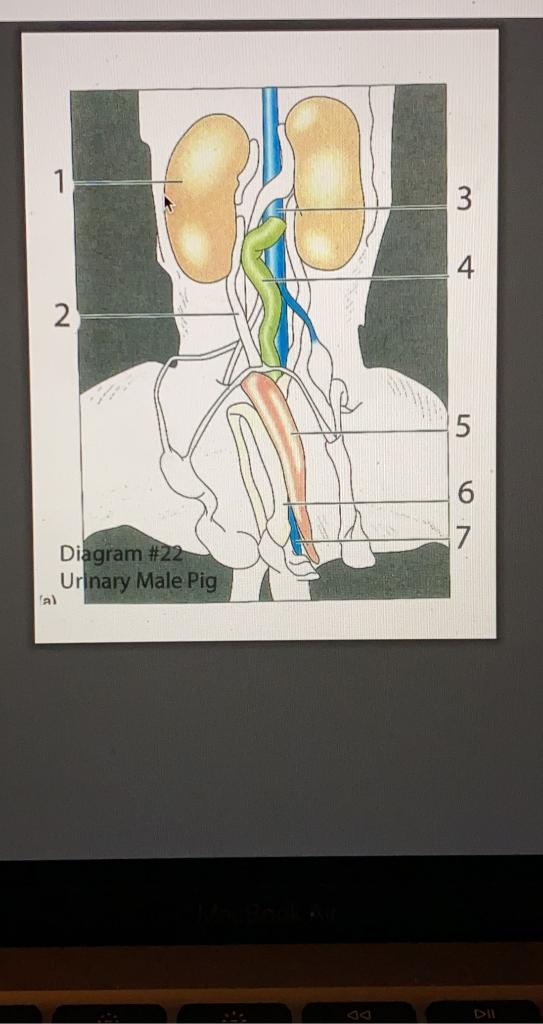 Solved 1 3 4. 2 5 7 Diagram #22 Urinary Male Pig al | Chegg.com