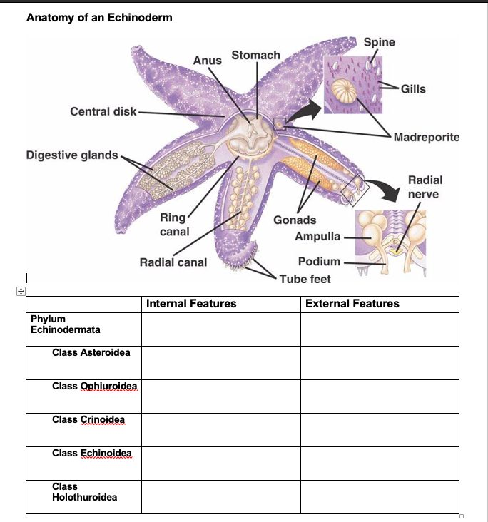 echinodermata diagram