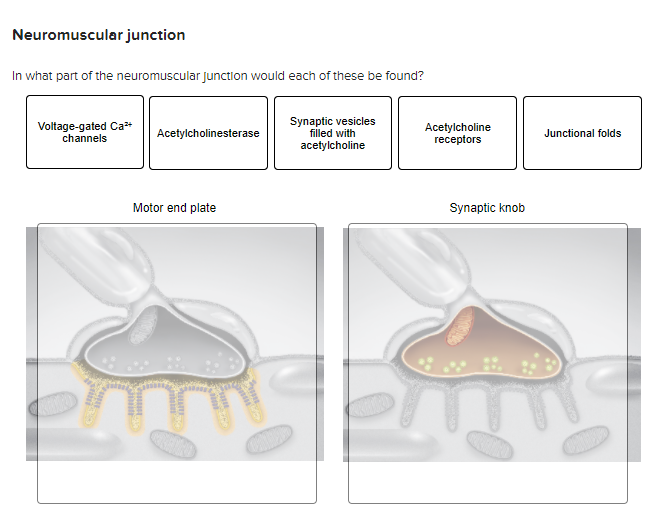 Solved Neuromuscular junction In what part of the | Chegg.com