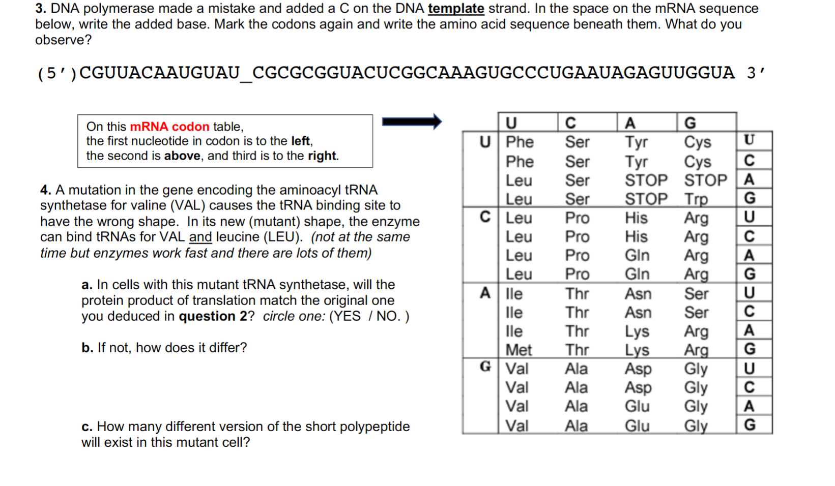 Solved 3 DNA polymerase made a mistake and added a C on the Chegg com