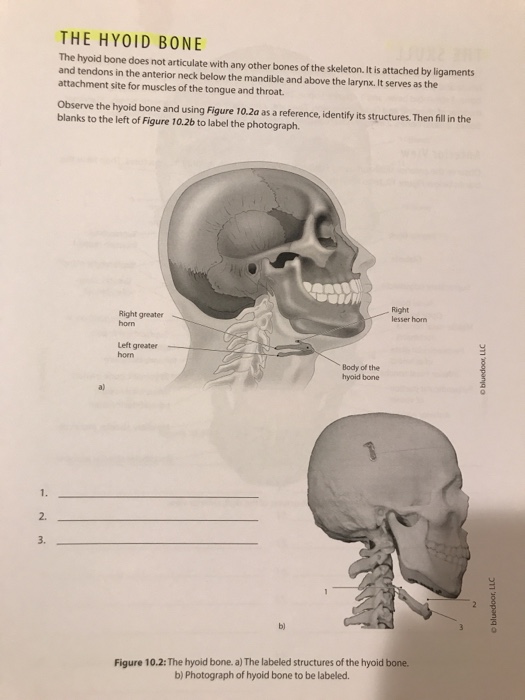 Solved THE HYOID BONE The hyoid bone does not articulate