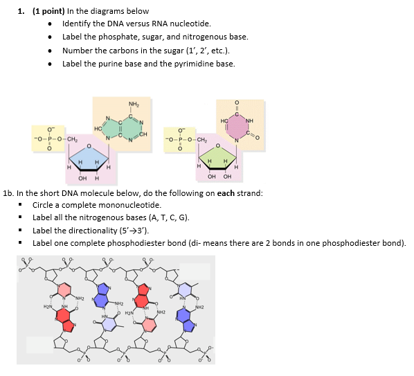 rna nucleotide diagram