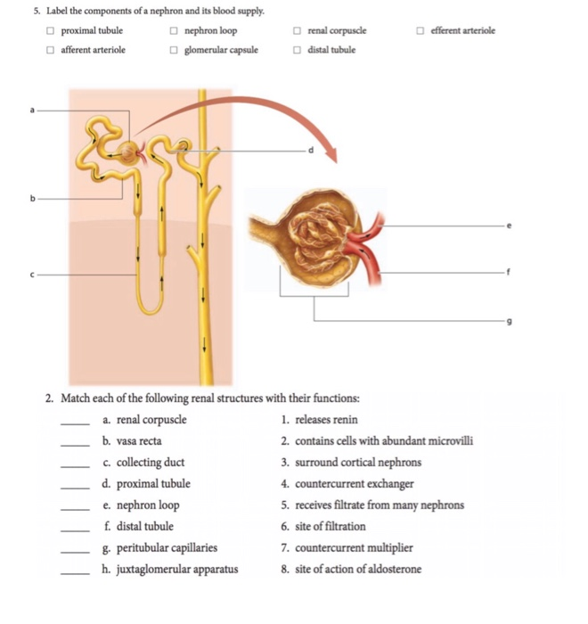 30 Label The Nephron Diagram - Labels Database 2020