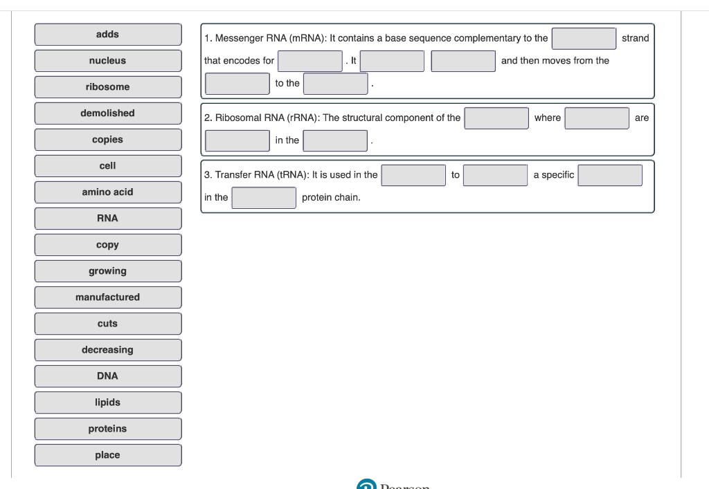 Solved adds 1. Messenger RNA (mRNA): It contains a base | Chegg.com