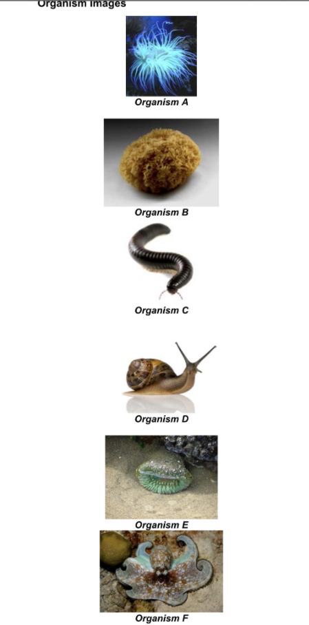 Solved Organism Images Organism A Organism B S Organism C | Chegg.com