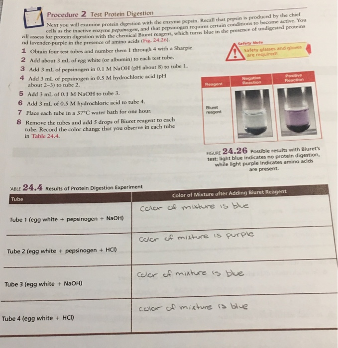 pepsin digestion of protein experiment