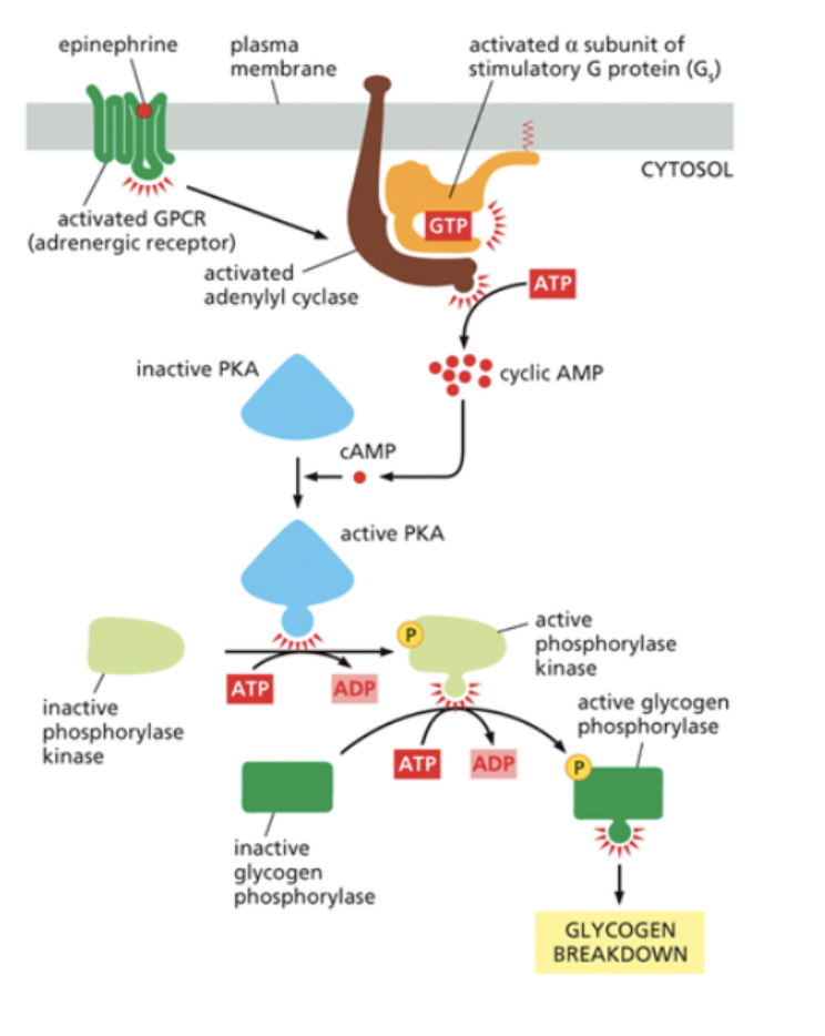 Solved Based on this image, what are the signal