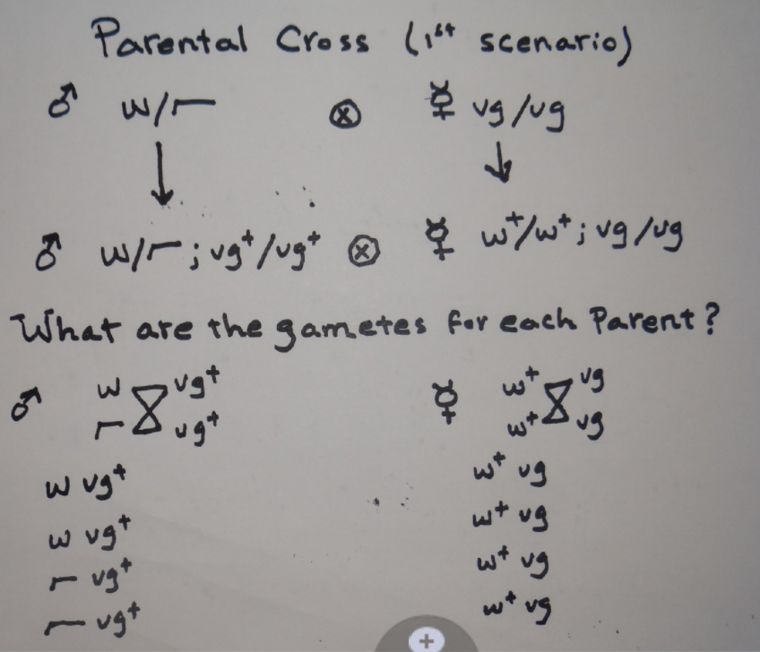 Solved Do The Two Reciprocal Crosses Give The Same F1 Gen Chegg Com