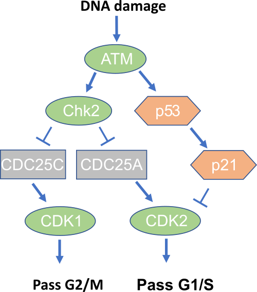 Solved Ionizing Radiation (IR) Causes DNA Damage. ATM Is A | Chegg.com