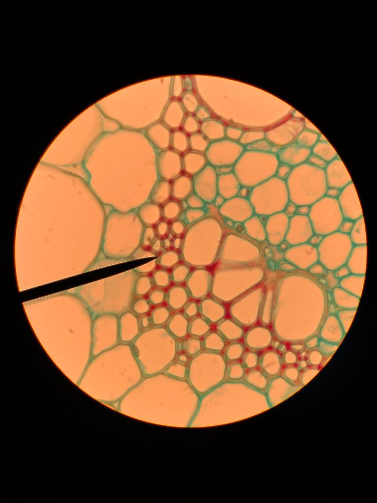 Solved Label the structures of the cross-section of Zea mays | Chegg.com