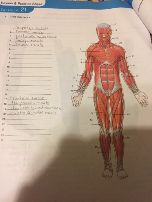 Solved Review & Practice Sheet Exercise 21 4 Label each