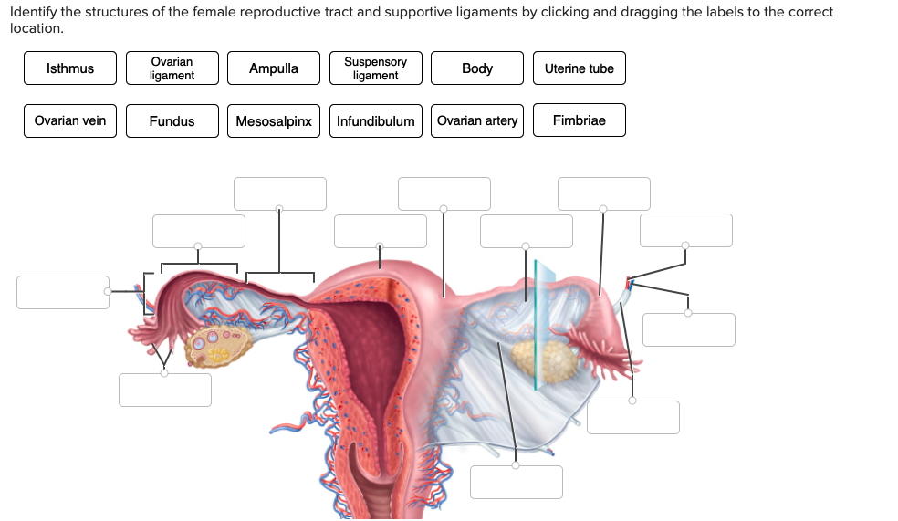 Solved Identify The Structures Of The Female Reproductive 