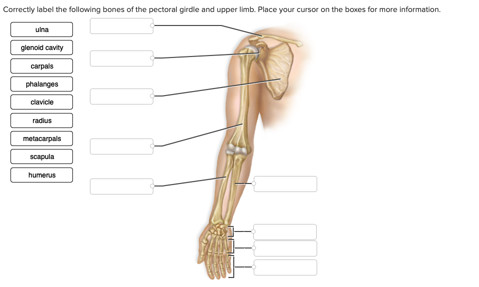 Solved Correctly label the following bones of the pectoral