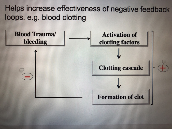 Positive Feedback Mechanism Blood Clotting