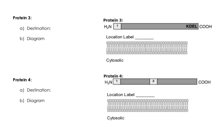 Solved Problem 1: Four proteins are represented | Chegg.com