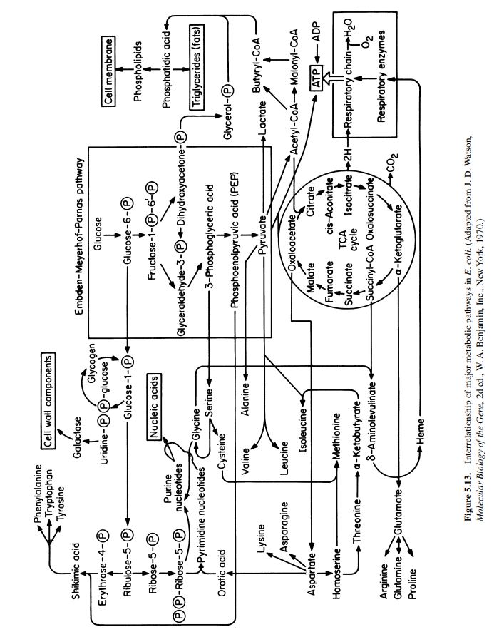 Solved #5: Anabolic versus Catabolic Pathways Using the copy | Chegg.com
