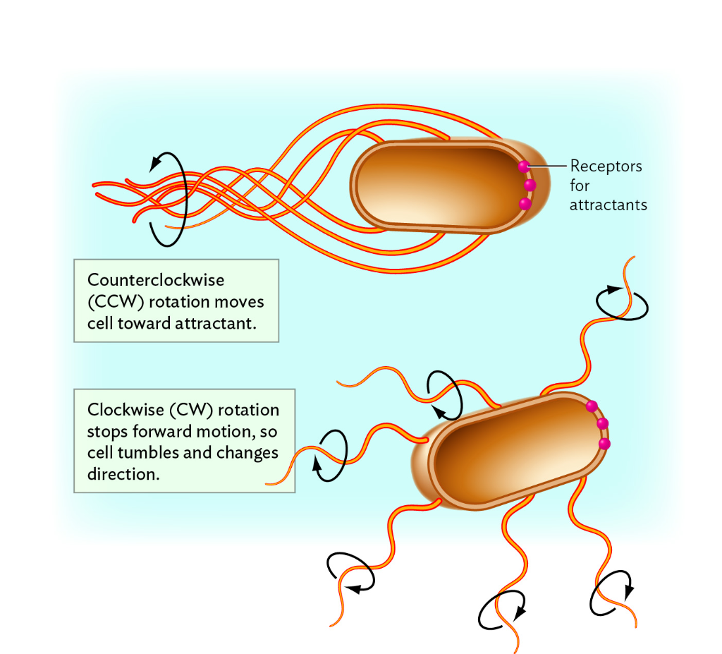 Solved Some bacteria respond to attractants or repellents
