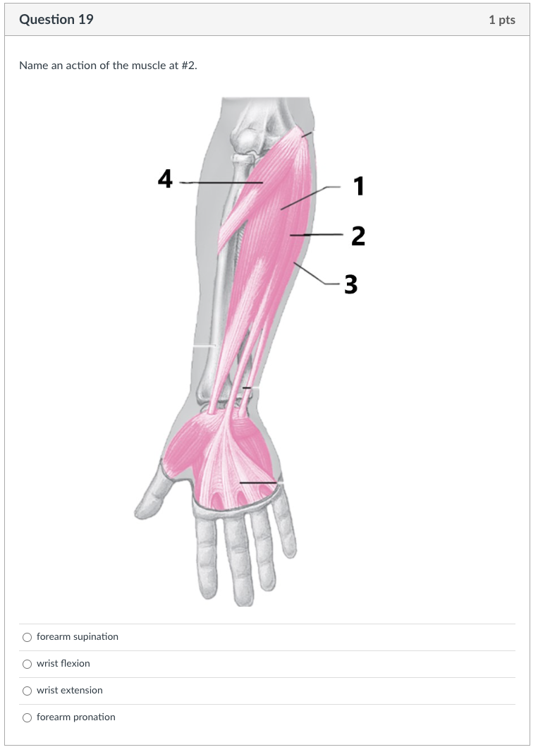 Solved Name an action of the muscle at \2. forearm