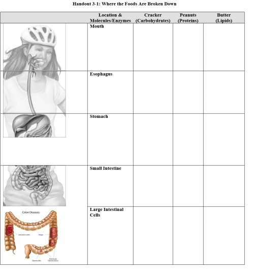 Solved Handout 3-1: Where the Foods Are Broken Down Location | Chegg.com