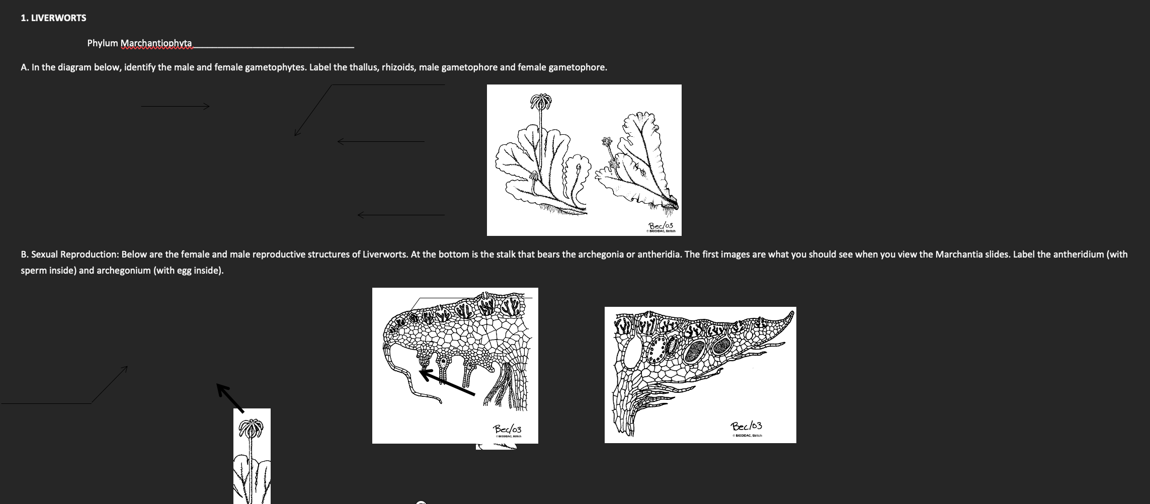 A. In the diagram below, identify the male and female gametophytes. Label the thallus, rhizoids, male gametophore and female 