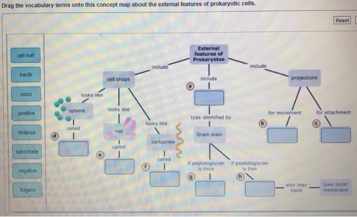 drag-the-vocabulary-terms-onto-this-concept-map-about-the-external