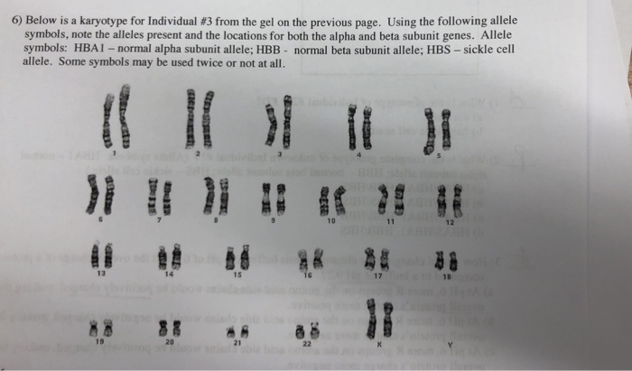 Solved 6) Below is a karyotype for Individual #3 from the | Chegg.com