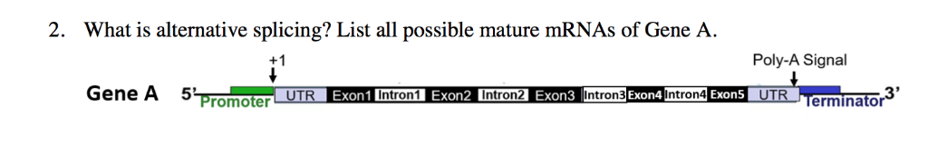 Solved Please include how the poly a tail signals effect | Chegg.com