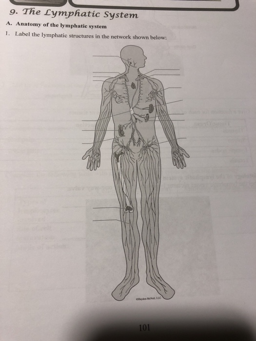 Solved 9. The Lymphatic System A. Anatomy of the lymphatic | Chegg.com