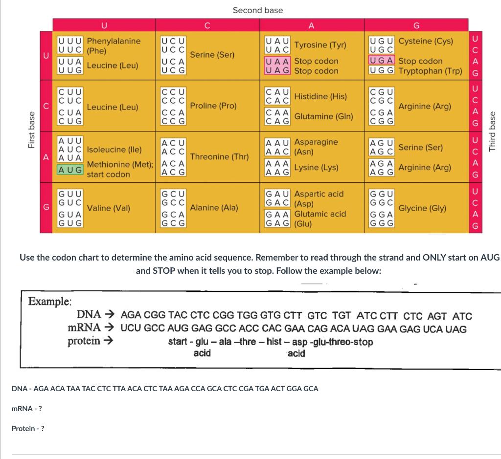 Solved Second base U с A G U UUU Phenylalanine U UC (Phe) | Chegg.com