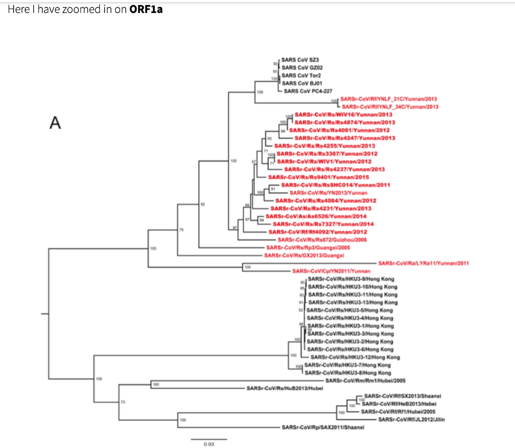 Maximum likelihood phylogenetic tree constructed from the nucleotide