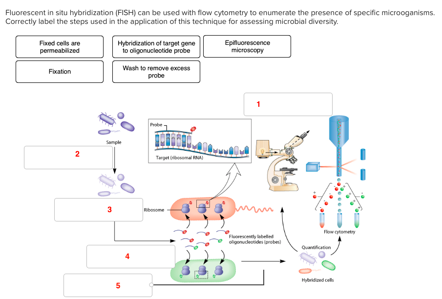 In situ перевод. Fluorescent in situ hybridization. Флуоресцентная гибридизация in situ. Флуоресцентная гибридизация in situ Fish. РНК-гибридизация in situ.