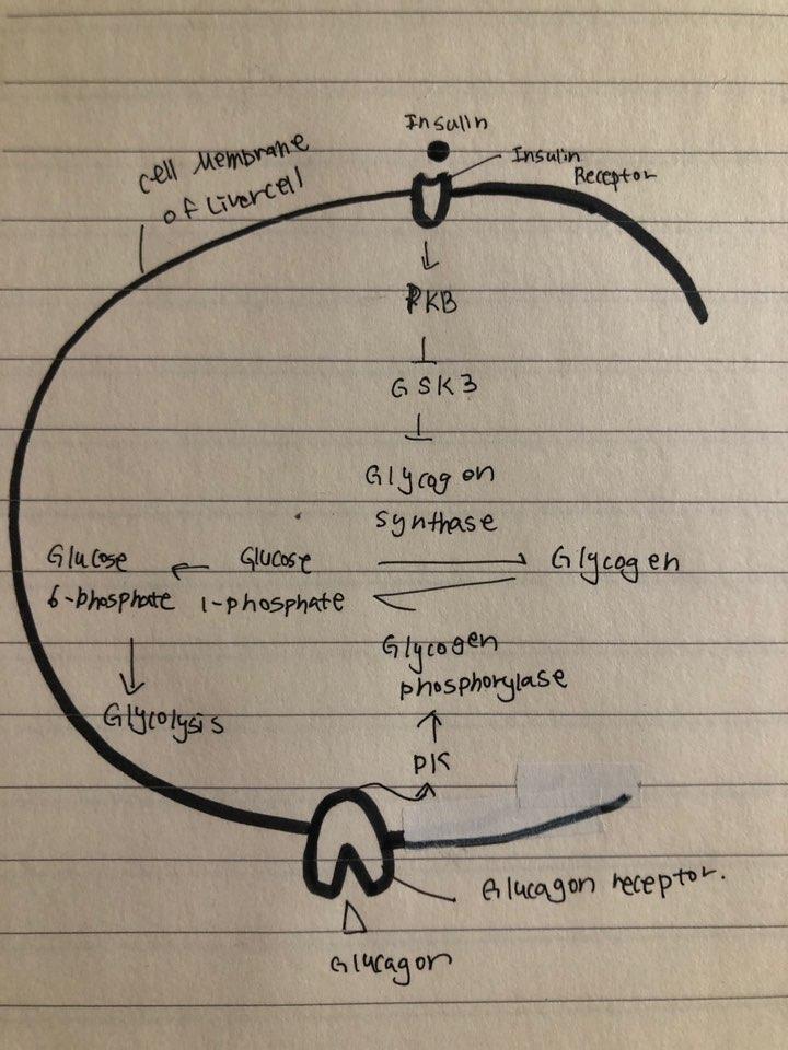 Solved 1. Interleukin-1 family (IL-1) of cytokines are | Chegg.com