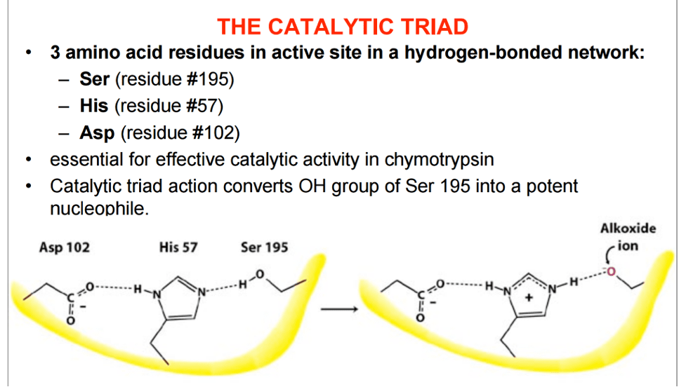 Solved How the catalytic triad in chymotrypsin, a proteases