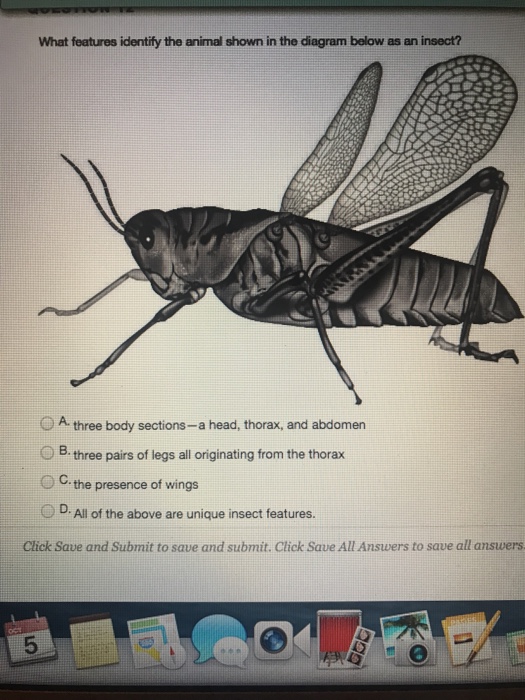 Solved What features identify the animal shown in the | Chegg.com