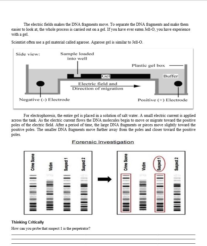 Dna Fingerprinting Worksheet Answers : Dna Fingerprint Analysis Gizmo Answer Key : Dna ...