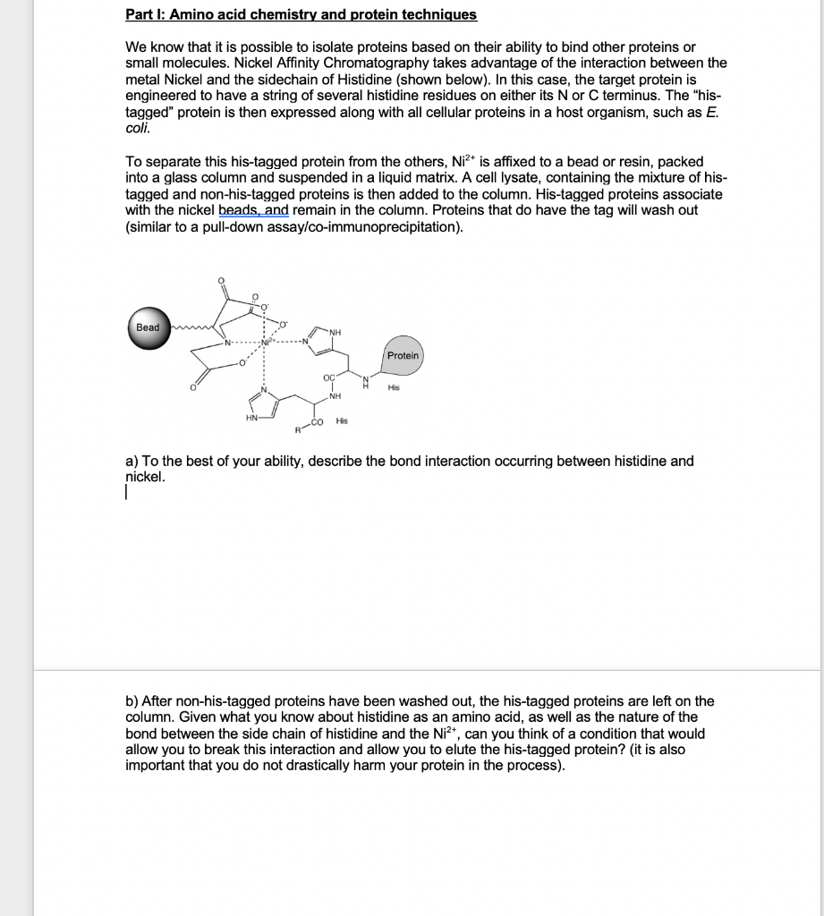 Solved Part I: Amino Acid Chemistry And Protein Techniques | Chegg.com