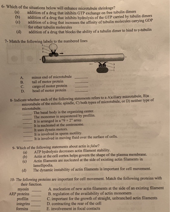 Solved I- Identify the cytoskeletal structures (black lines) | Chegg.com