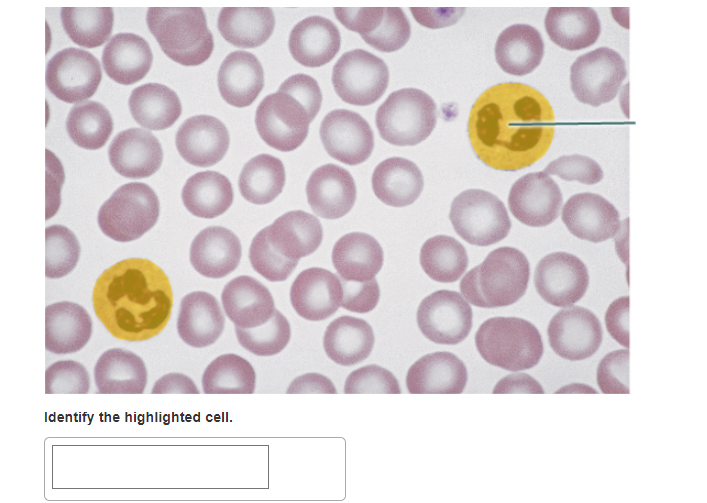 solved-identify-the-highlighted-cell-identify-the-highlighted-cell