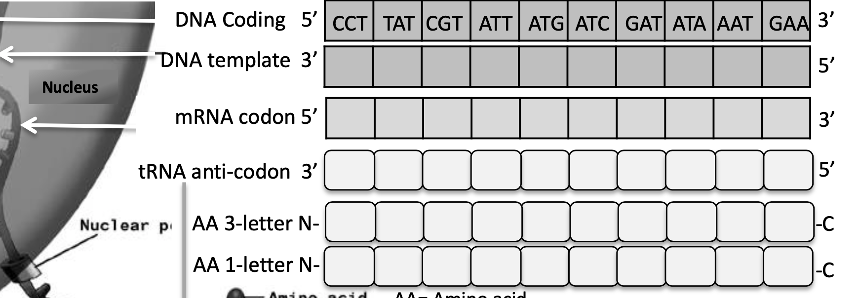 Solved \begin{tabular}{ll|l|l|l|l|l|l|l|l|l|} DNA Coding 5′ | Chegg.com
