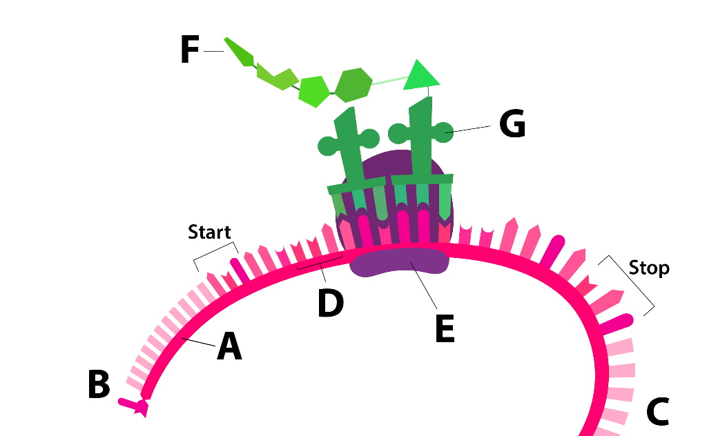 F- G f 에 Start Stop D E A B C