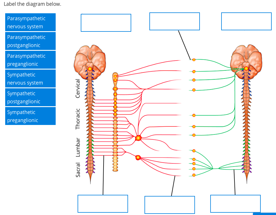 Solved Label the diagram below. Parasympathetic nervous