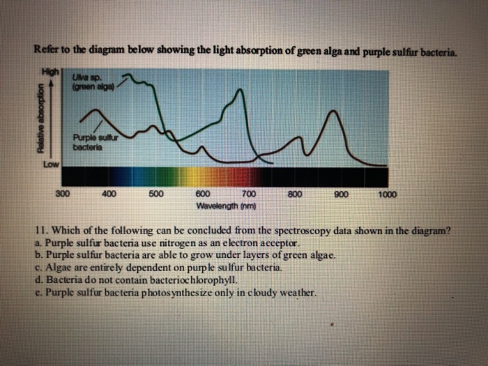 Question Refer to the diagram below showing the light absorption of green alga and purple