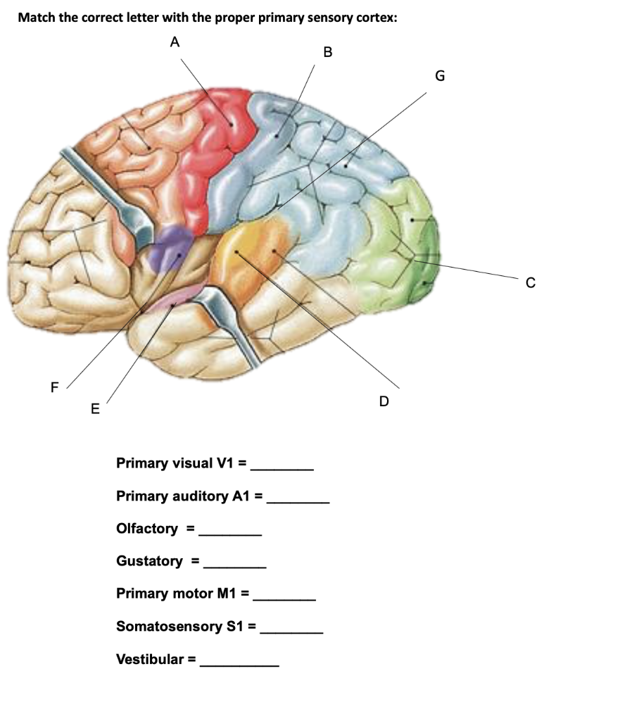 Solved Match the correct letter with the proper primary | Chegg.com