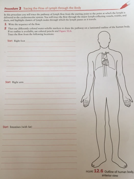 Solved Procedure 2 Tracing the Flow of Lymph through the | Chegg.com