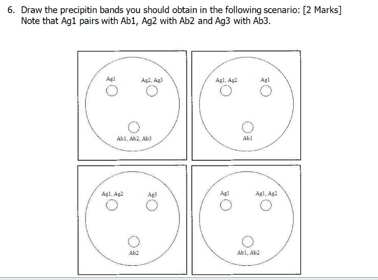 Solved 6. Draw the precipitin bands you should obtain in the