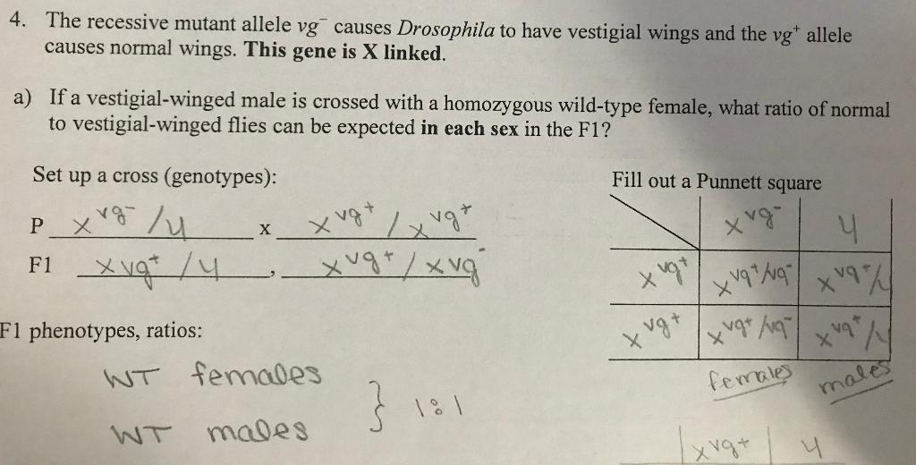 Solved Hello I Am Working On This Genetics Problem And A Chegg Com