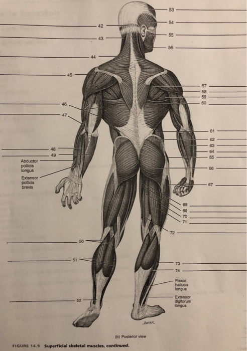 exercise-14-skeletal-muscle-physiology-answers-skeletal-muscle-adaptation-to-exercise-a