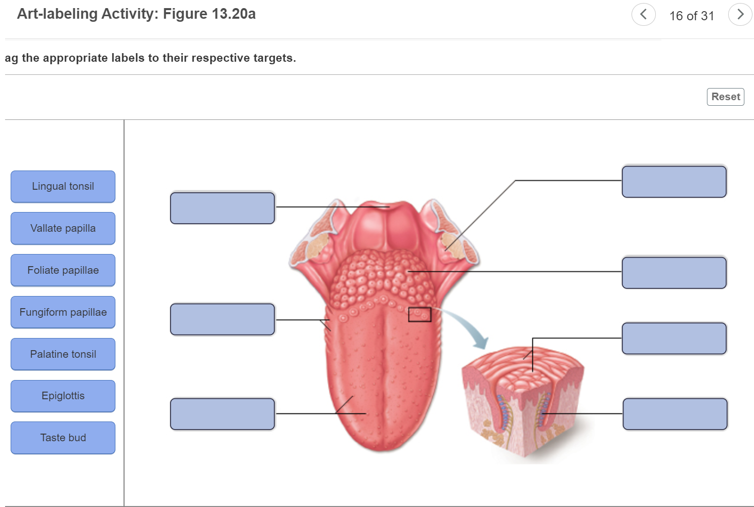 Art labeling activity the structure of the epidermis