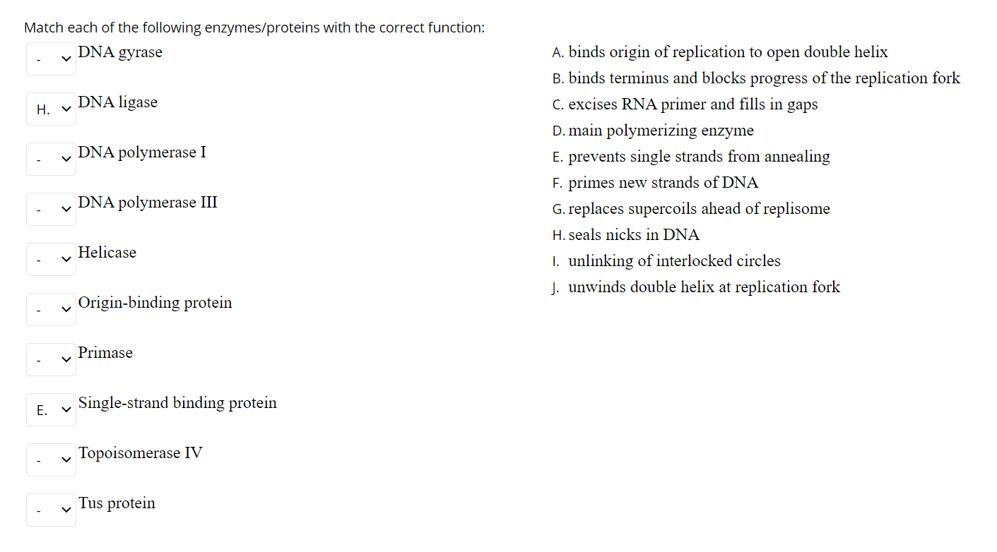 Solved Match Each Of The Following Enzymes/proteins With The | Chegg.com